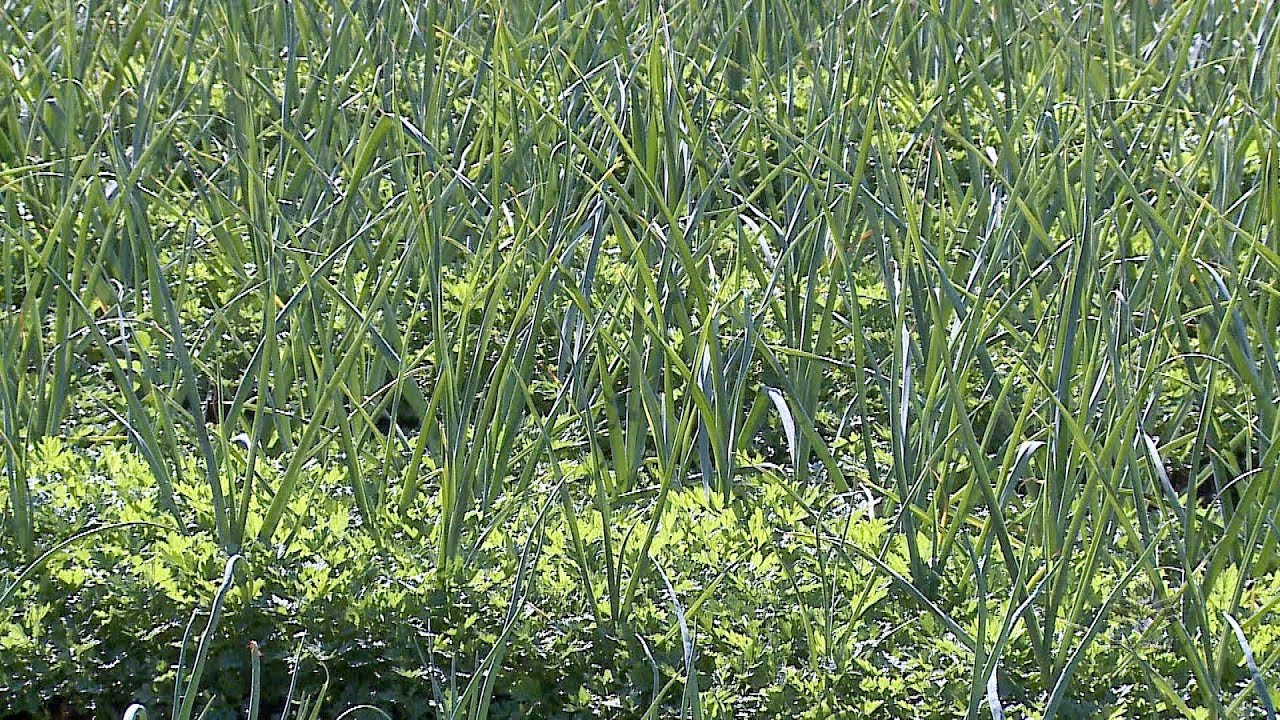 Alho SPDH - Sistema de plantio direto