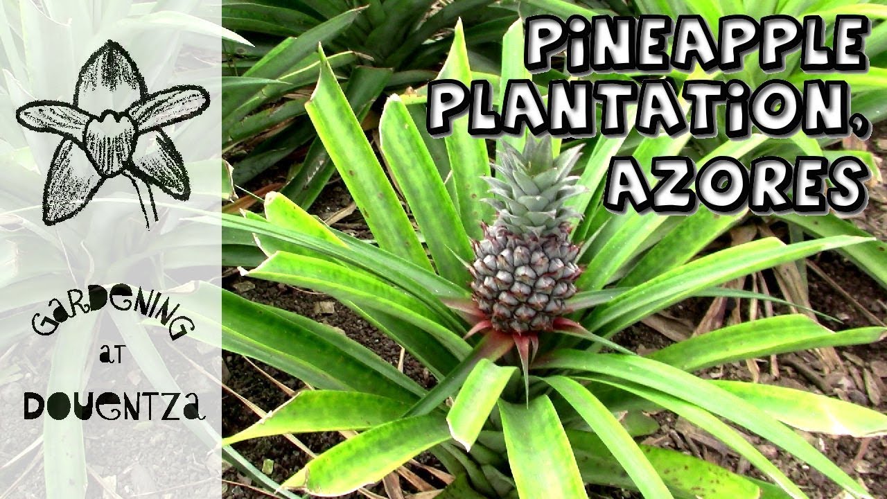 Pineapple Plantation, Azores : 7 of 13