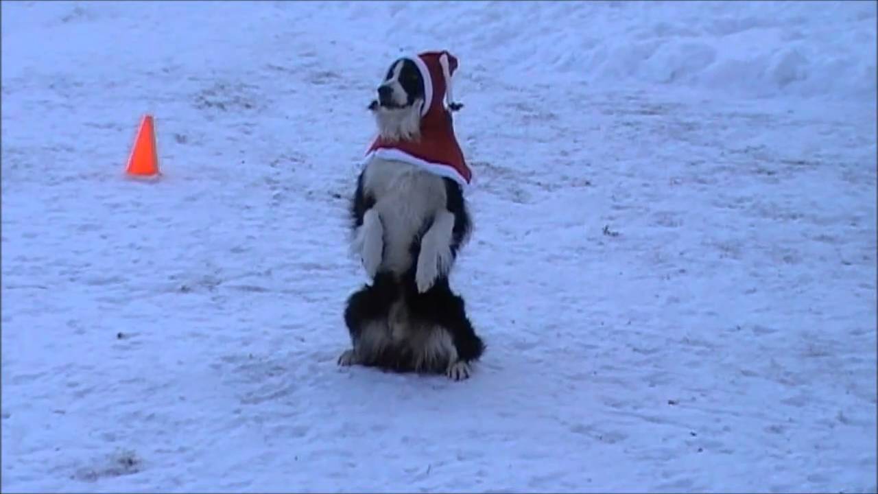 Christmas Obedience