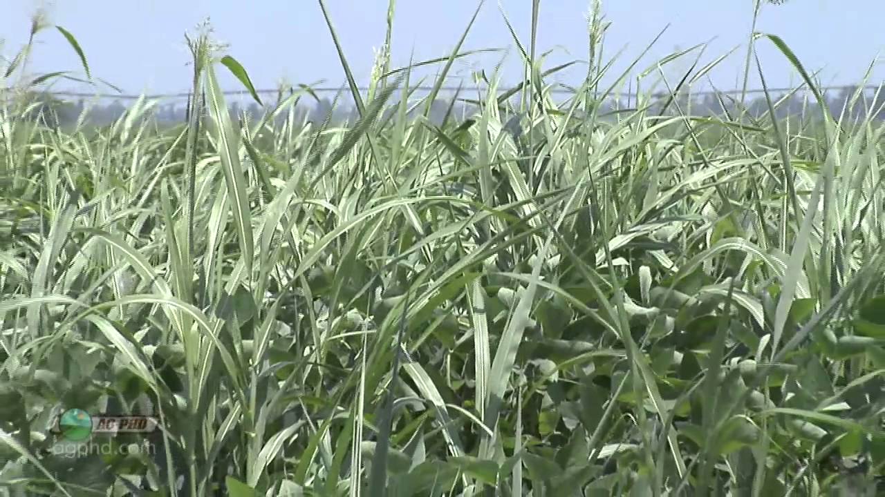 Weed of the Week #838 - Johnsongrass (Air Date 4/27/14)