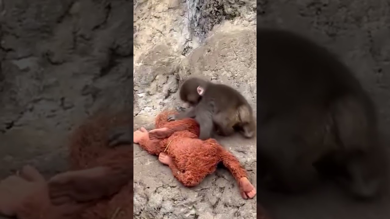Why Punch, the viral baby monkey, carries stuffed animal #shorts