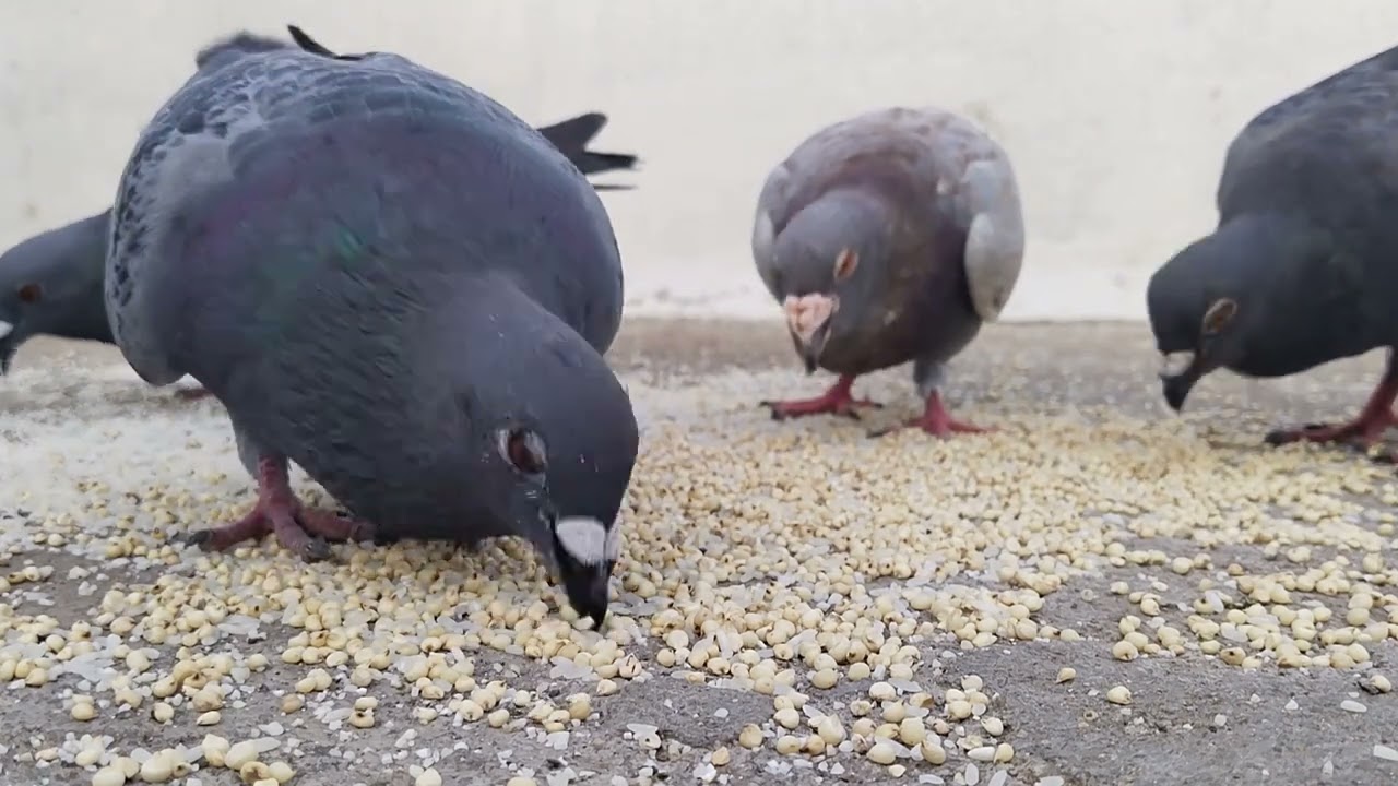 Birds seeds eating videos | what seeds pigeons eats | loft pigeons | homing pigeons