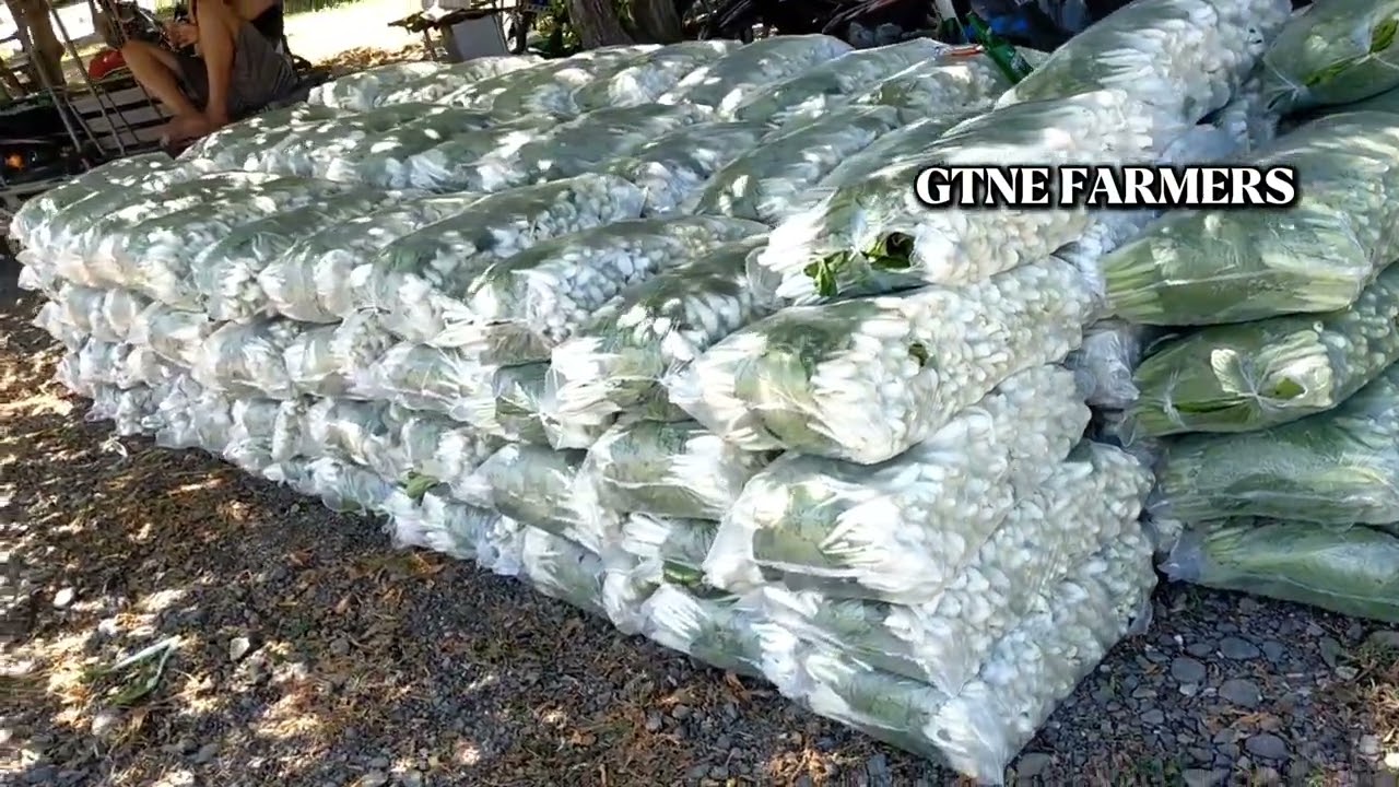 PECHAY HARVEST | GTNE FARMERS