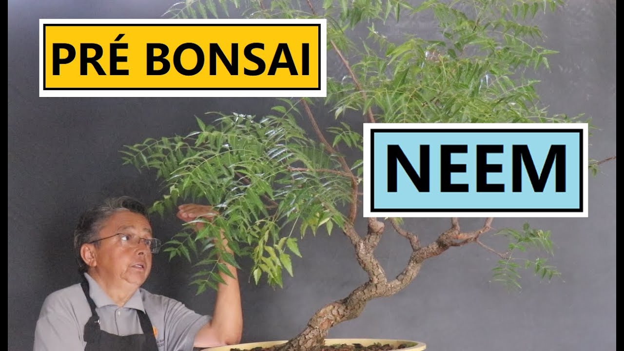 PRÉ BONSAI  DE NEEM