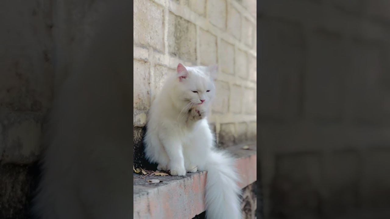 I love this cat lovers the very cute cats what is very trending video Persian cat song is good bye😻👑