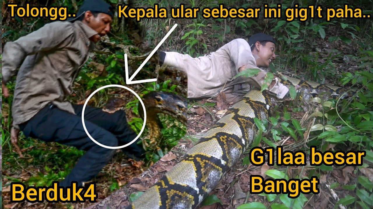 NYAWA TERANC4M GIGIT4N SERANG4N 2 EKOR ULAR PYTHON TERBESAR DI RIAU SAMPAI MASUK RUMAH SAK1T