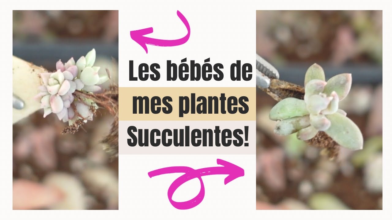 Mes boutures de plantes succulentes/plantes grasses | Le petit Jardin de Bob