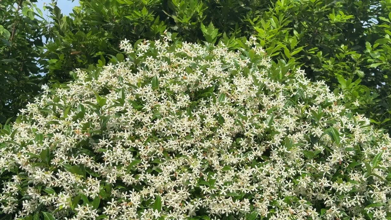 758 - PIANTA CON FIORI BIANCHI DELLA NATURA - BELLISSIMA STUPENDA SUPER MERAVIGLIOSA - MAGGIO 2025