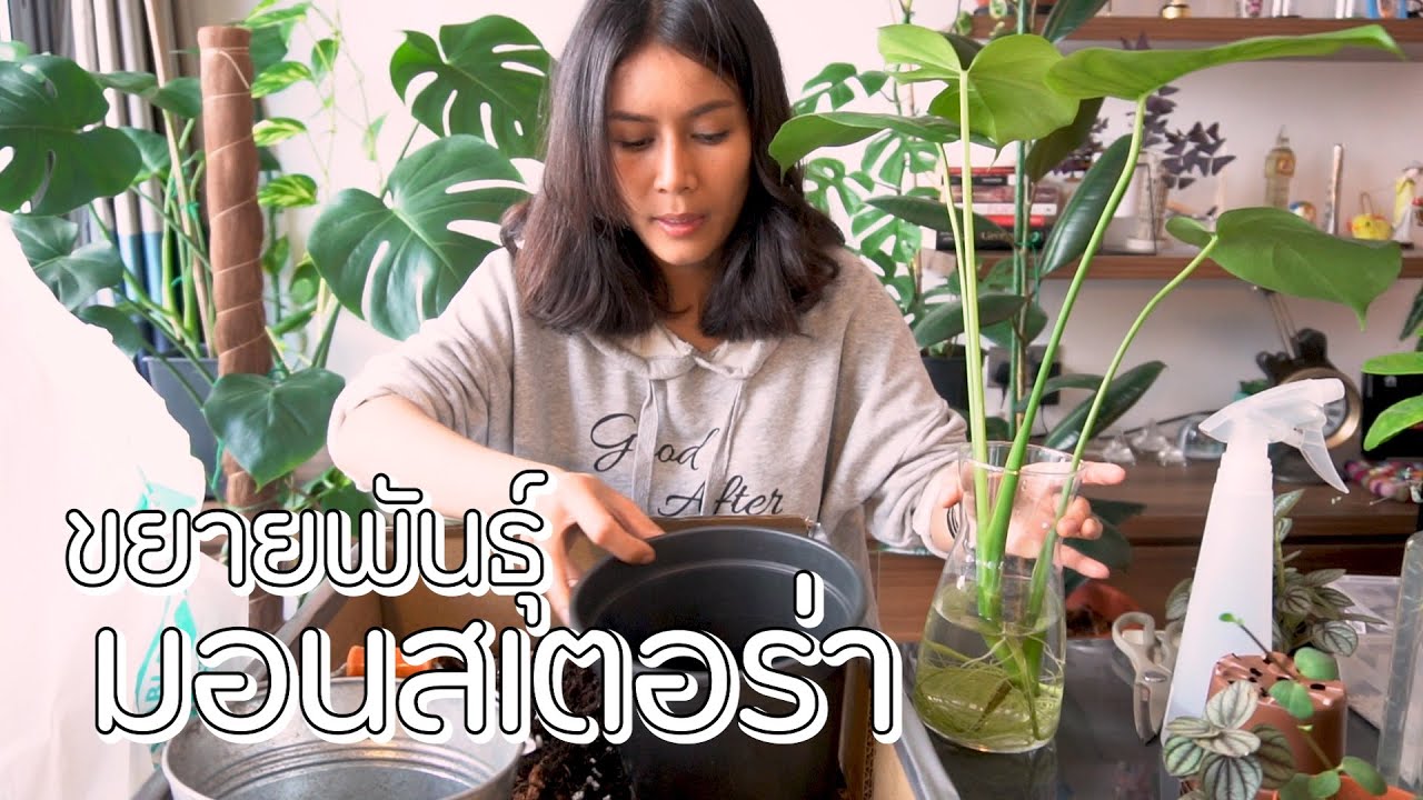 [ต้องรอด] EP.4 มาขยายพันธุ์มอนสเตอร่าแบบง่ายๆ เม้าท์มอยไปเรื่อย