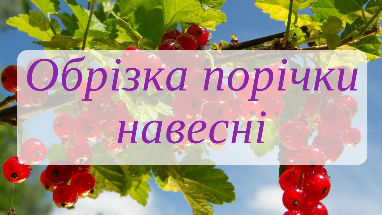 Обрізка порічки весною
