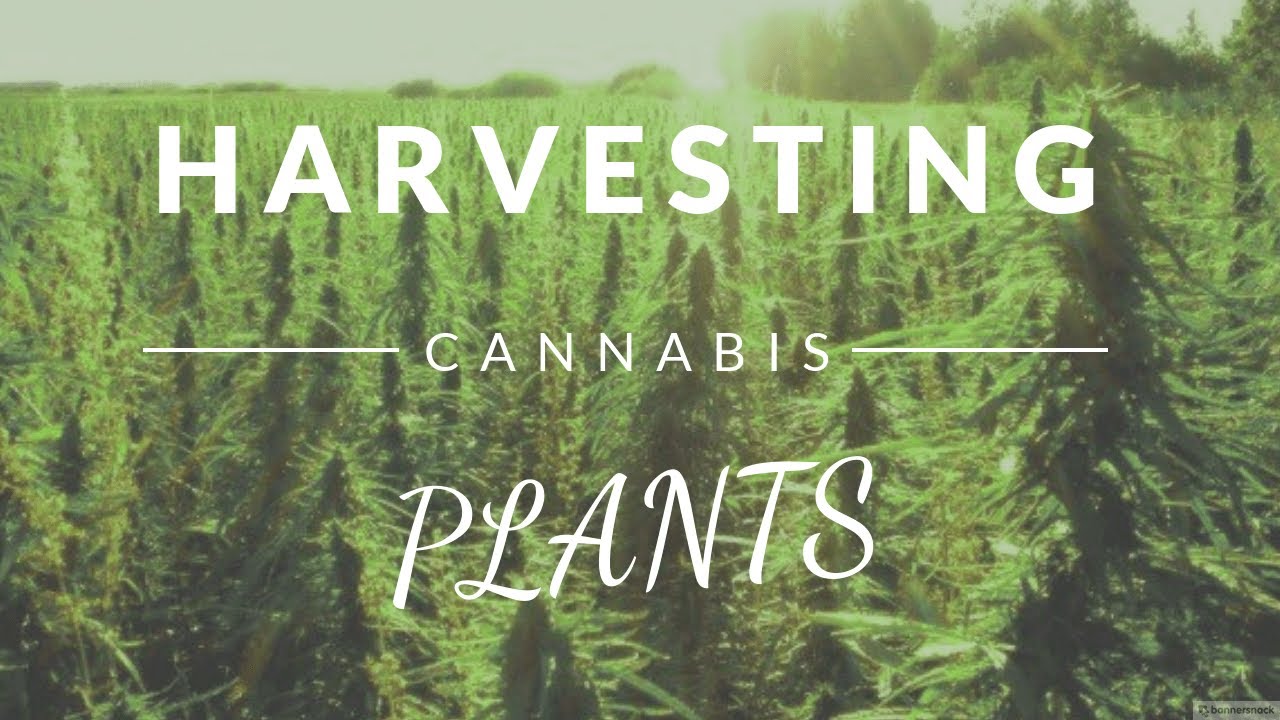 Harvesting Cannabis Plants for Marijuana Buds