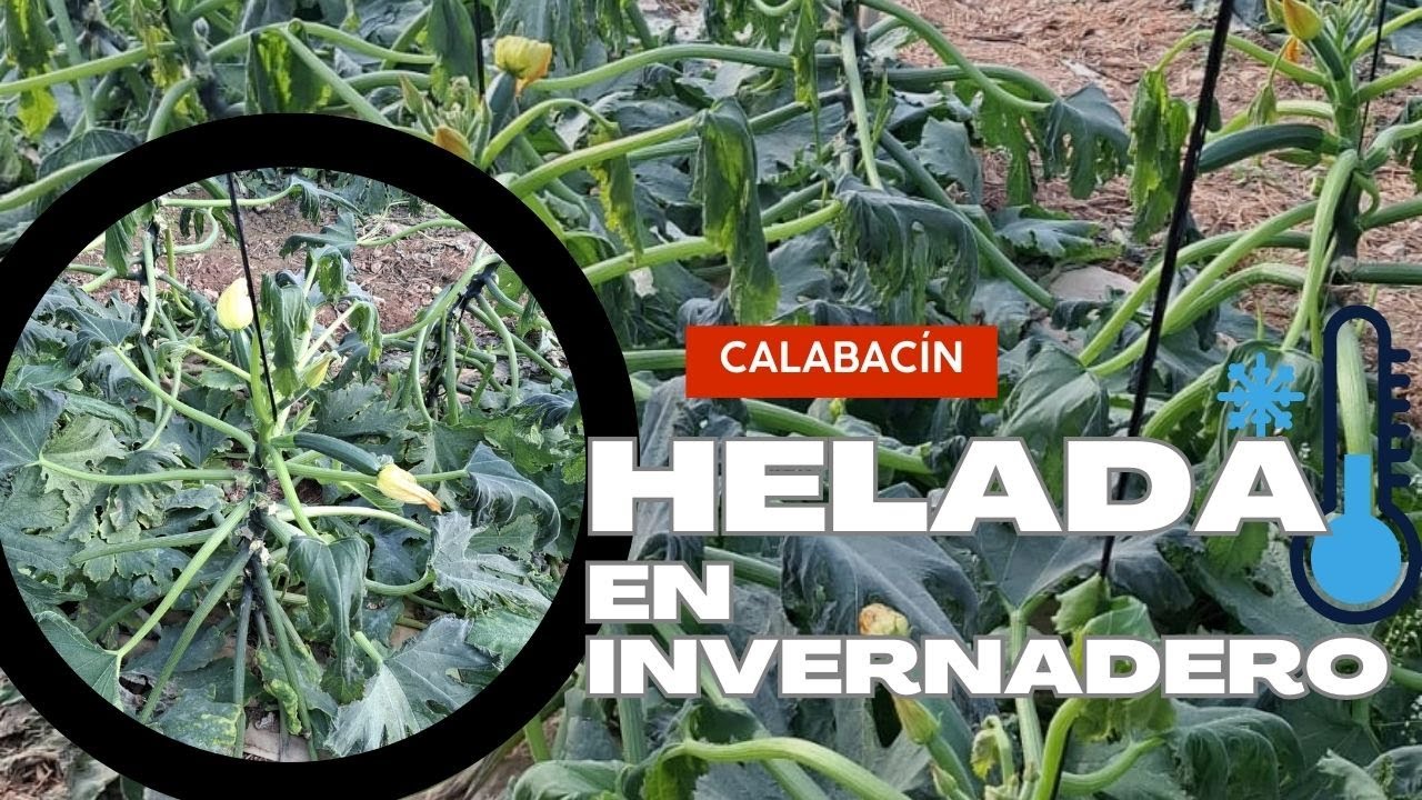 HELADA en el INVERNADERO (Calabacín)