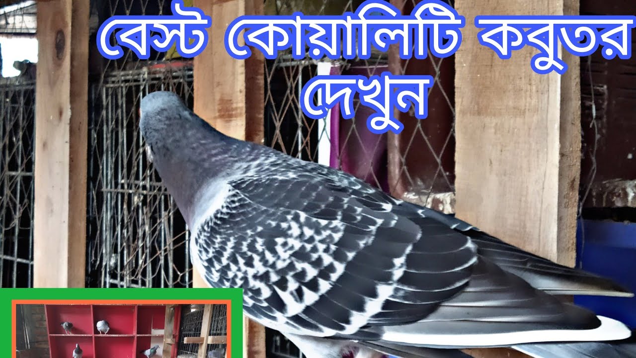 অরজিনাল রেসার কবুতর দেখুন। Orginal racer pigeons dakun/Choncol media/kobuter palon bangladesh