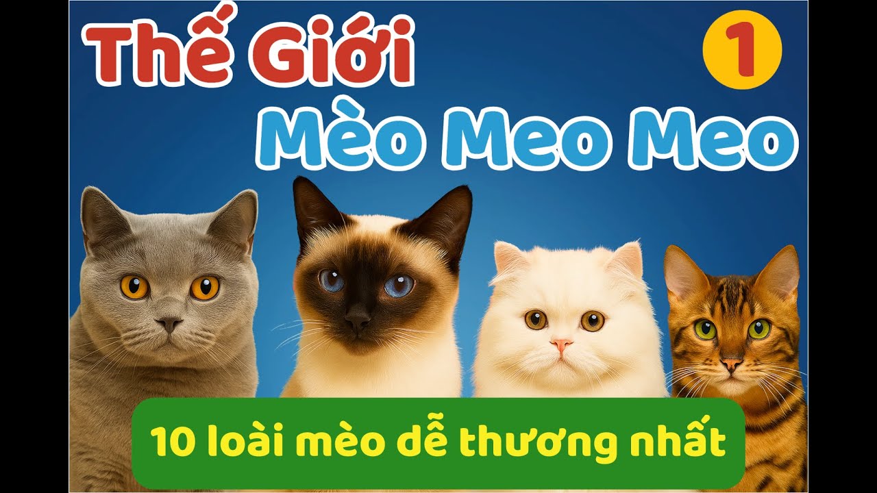 Top 10 Loài Mèo Dễ Thương Nhất 😻 | Scottish Tai Cụp, Munchkin, Anh Lông Ngắn, Ba Tư & Nhiều Hơn Nữa!