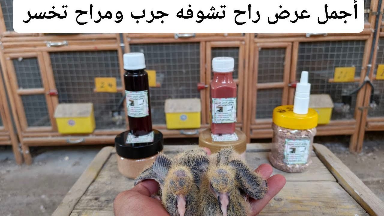 (اللهم صل على محمد وآل محمد) حافظ على طيرك وإنتاج فرخ صحيح بجهد واداره صحيحه)/07756400204