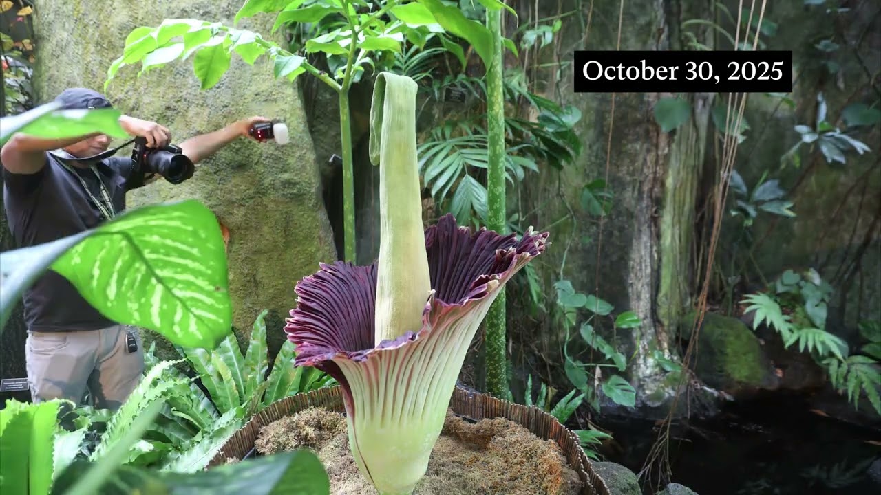 Fall 2025 Corpse Flower Timelapse