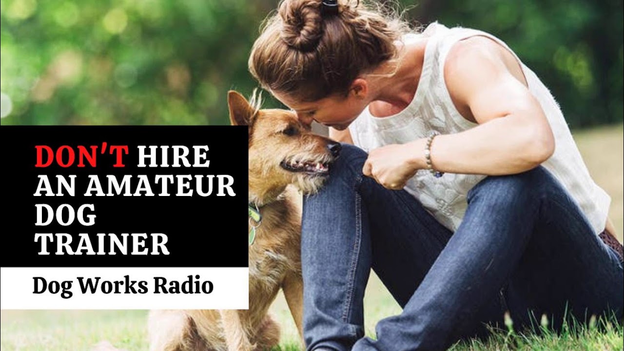 Don't Hire an Amateur Dog Trainer