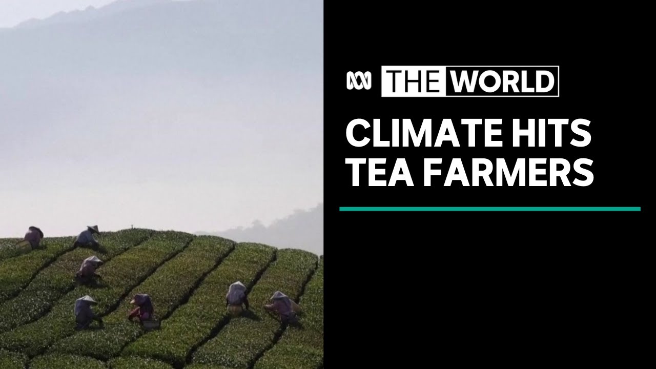 Tea farmers in Taiwan say climate change impacting harvests | The World