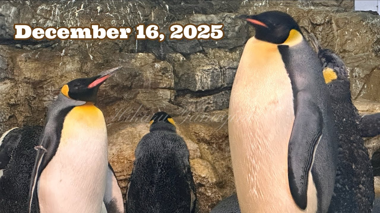 Emperor Penguin and King Penguin エンペラーペンギンとキングペンギンを見比べる December 16, 2025 Adventure World