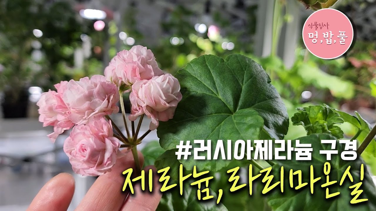 제라늄,라리마 온실 2024 러시아제라늄  #제품구입은 아래 '더보기'에 있어요