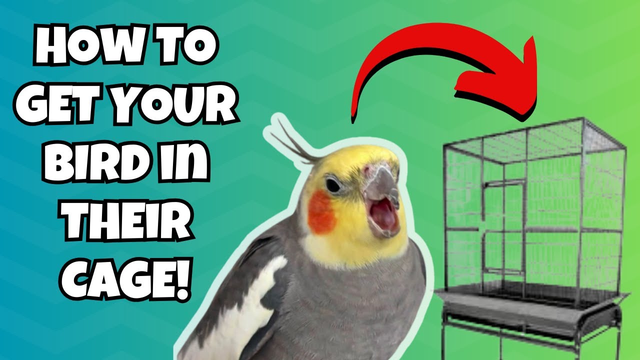 Как вернуть птицу в клетку | BirdNerdSophie AD