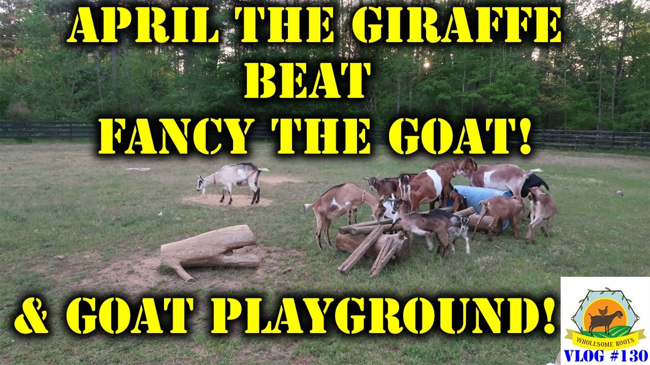 April the Giraffe BEAT  Fancy the Goat! and Goat Playground!