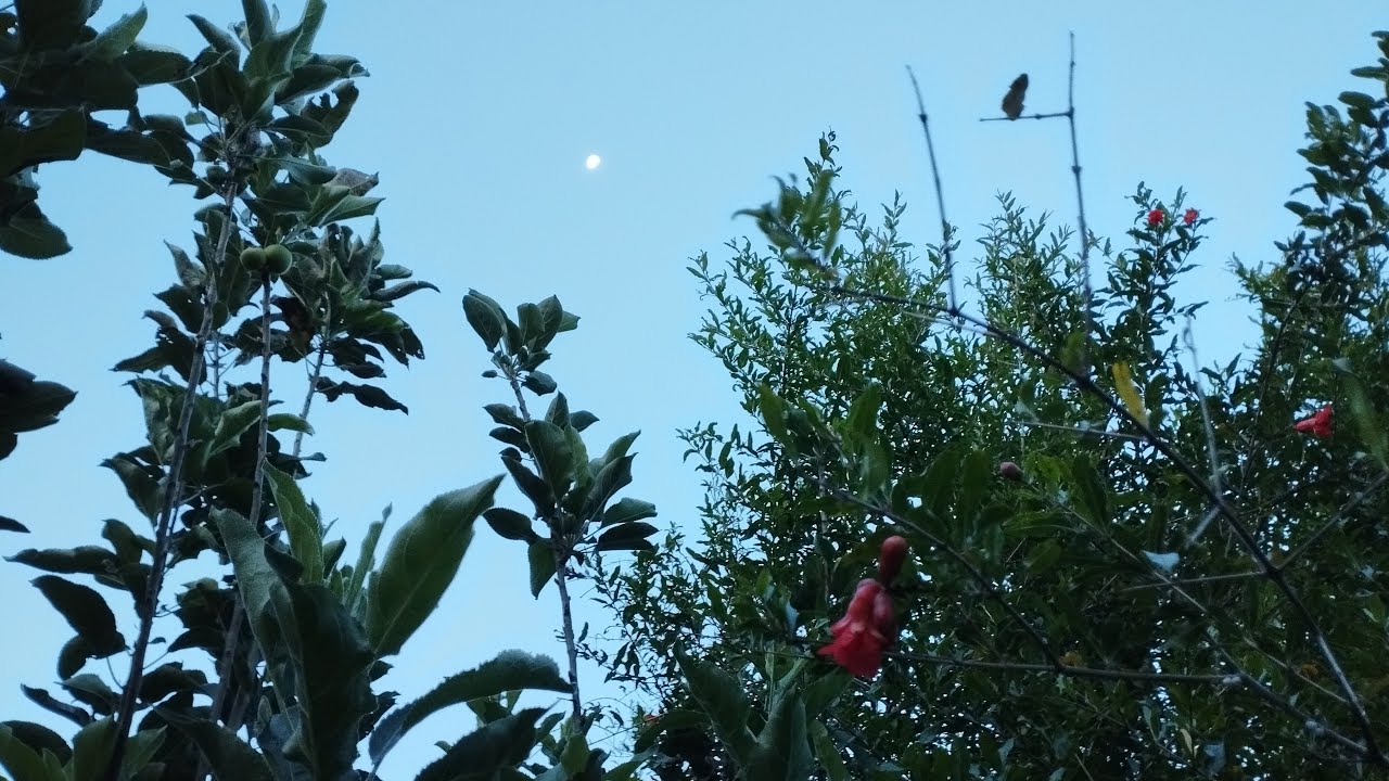 🦗Sons do anoitecer na roça 🍃