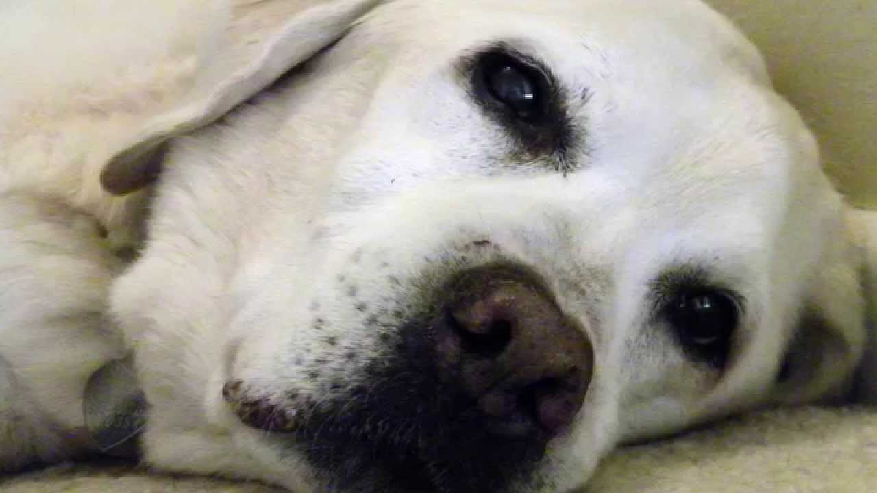A goodbye to my dog, Casey