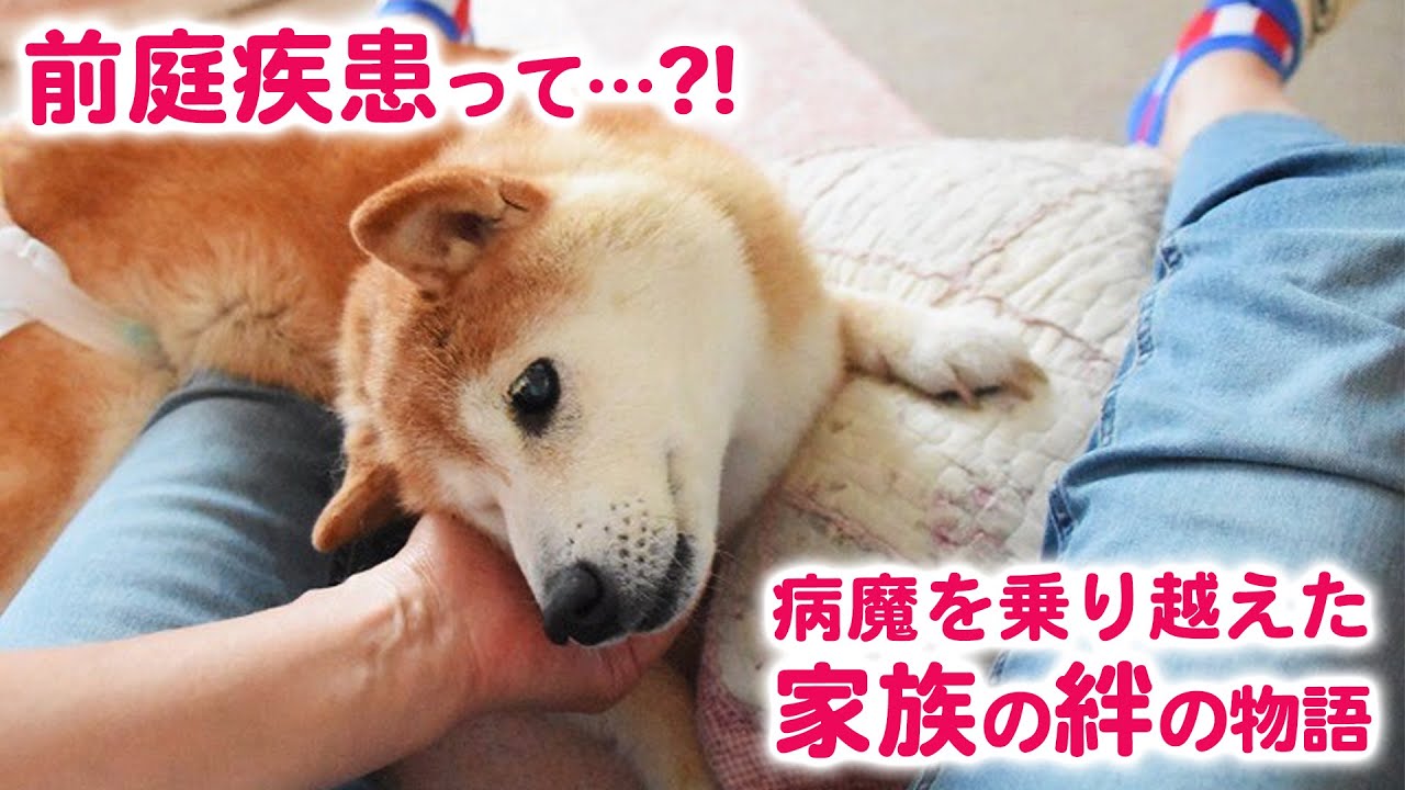 前庭疾患って？　世界的に有名になった柴ワンコさんに、突然訪れた試練……！支えたのは、家族の愛でした。