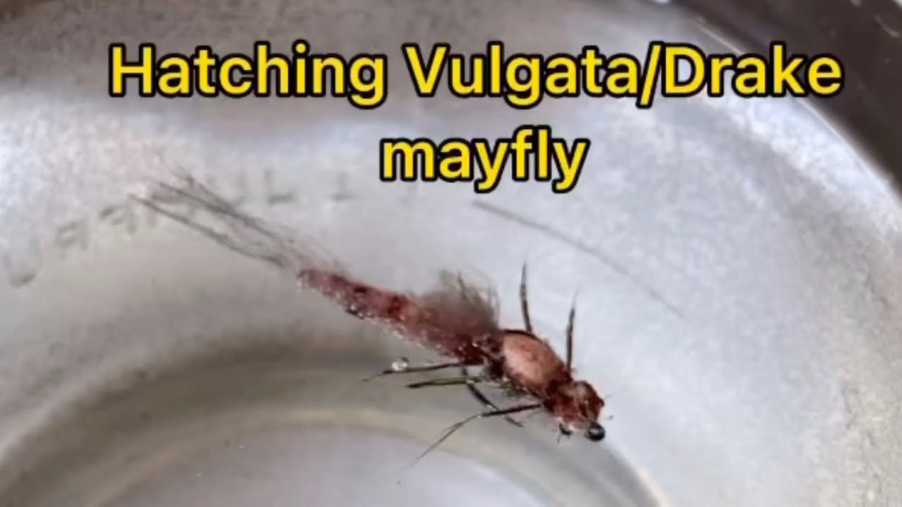 Hatching Vulgata / Drake mayfly