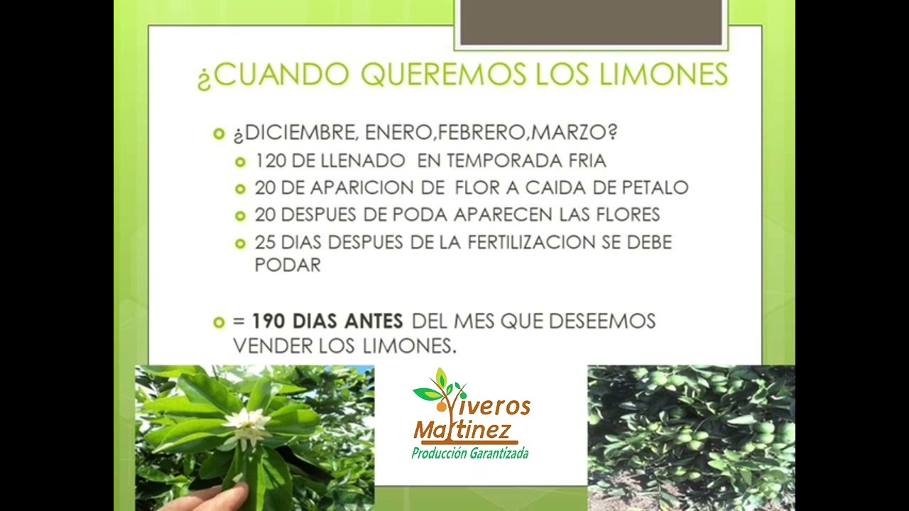 Producción de limón persa en temporada de invierno. InfoCítricos