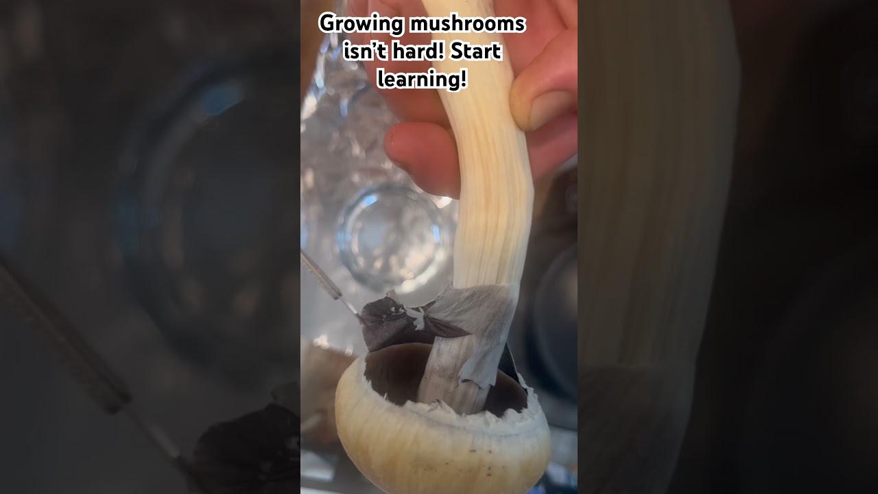 Making a spore print for dummies! 30sec video to start your magic journey to mushrooms!