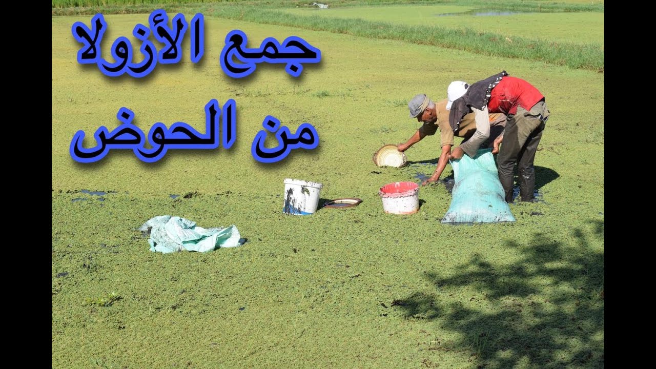 جمع الأزولا من الأحواض (أفضل طريقة للحصول على كمية كبيرة ونظيفة)