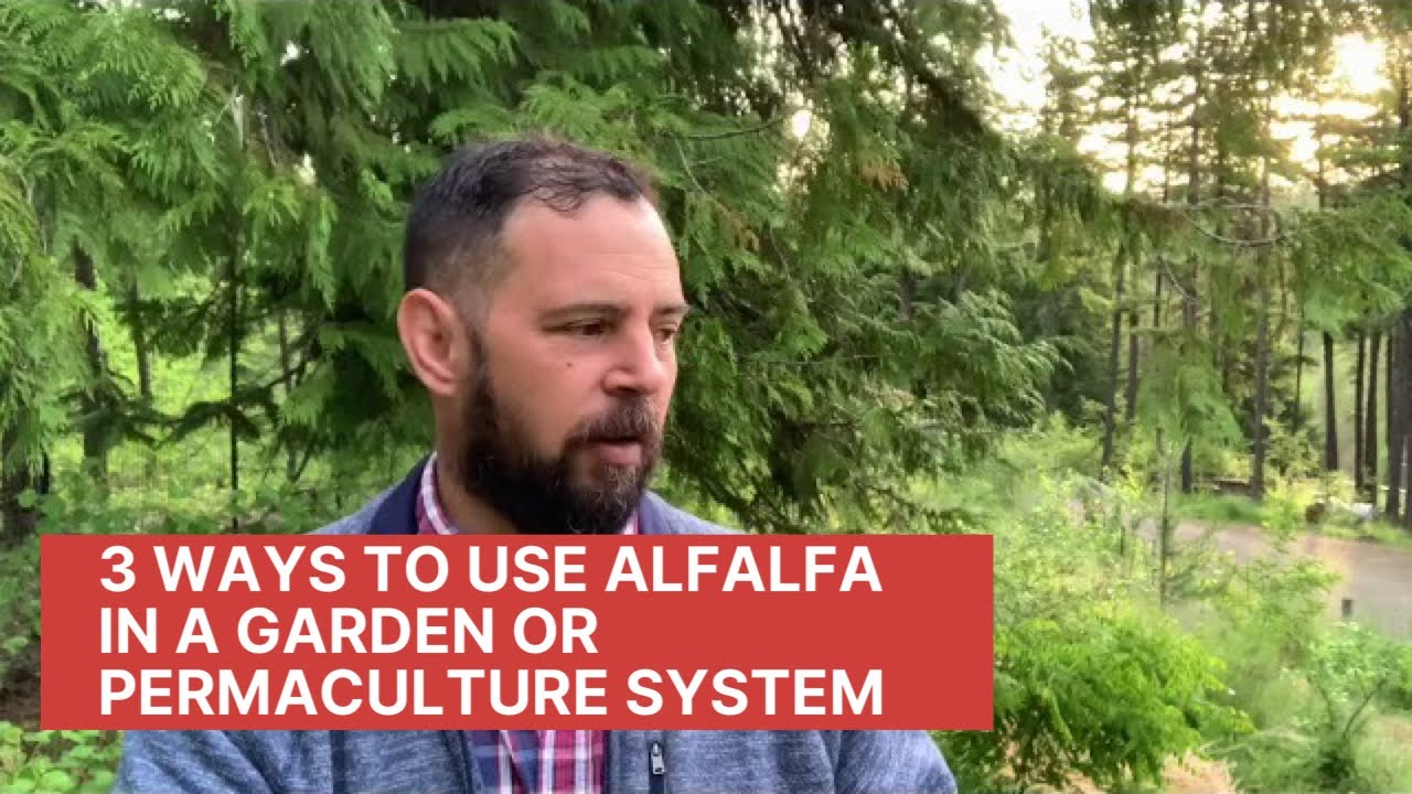 3 Ways to Use Alfalfa in a Garden or Permaculture System