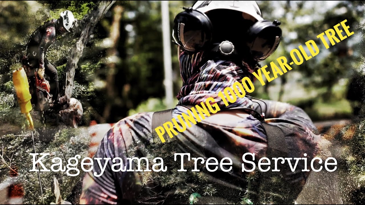 Kageyama Tree Service PV / Pruning of over 1000 years old big tree Removal with crane Arborist 空師