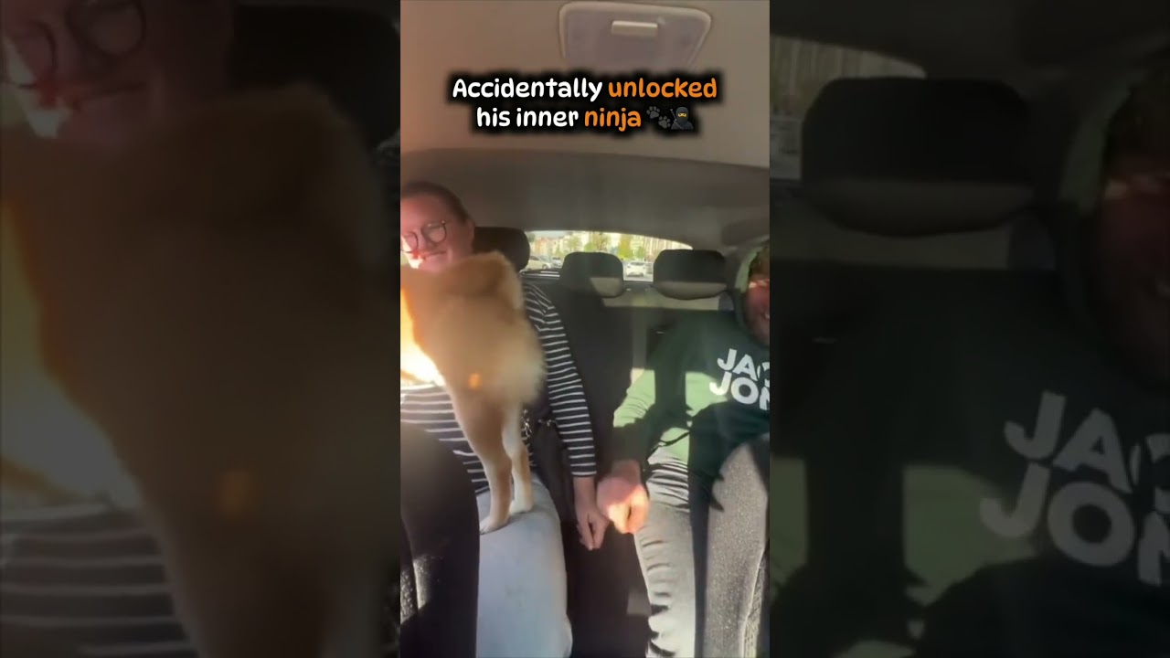 Dog Goes Full Ninja Over a Paw Touch 🥷🐕