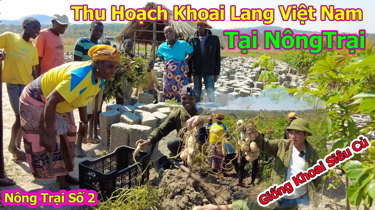 Đông Paulo || Mở Màn Buổi Thu Hoạch Khoai Lang Đầu Tiên Tại Nông Trại Và cùng Người Dân Thưởng Thức
