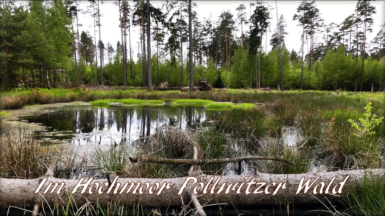 4K Im Hochmoor Pöllwitzer Wald