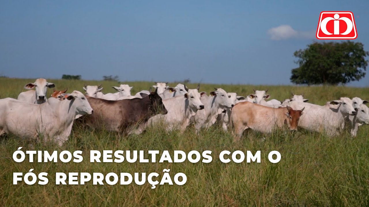 Ótimos resultados com Matsuda Fós Reprodução l Fazenda Musa do Norte - MG
