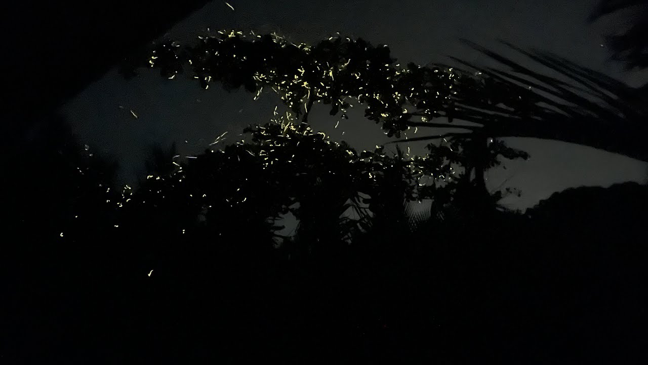 Firefly watching Loboc River, Bohol