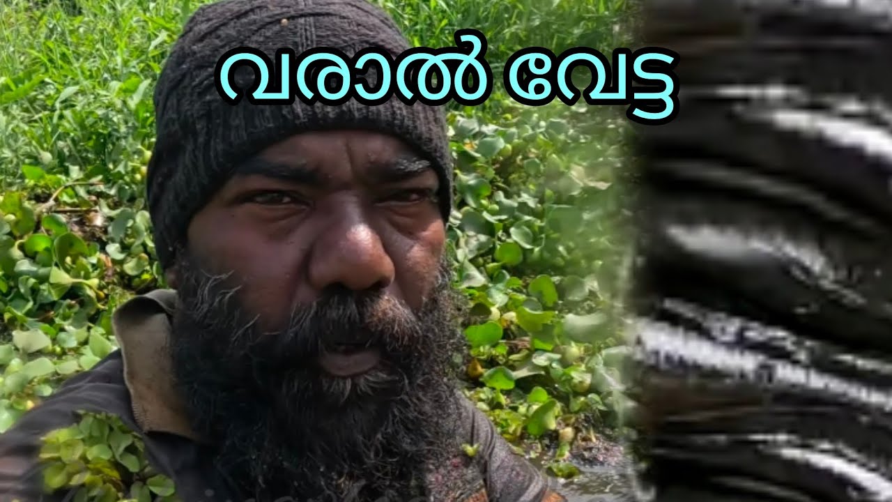 വരാൽ വേട്ട | FISHINGVLOG | #reallife #realfishing 