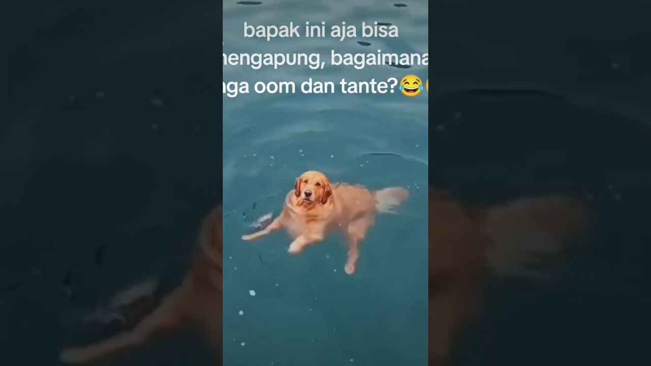 anjing lucu berenang #anjinglucu #anjinggolden