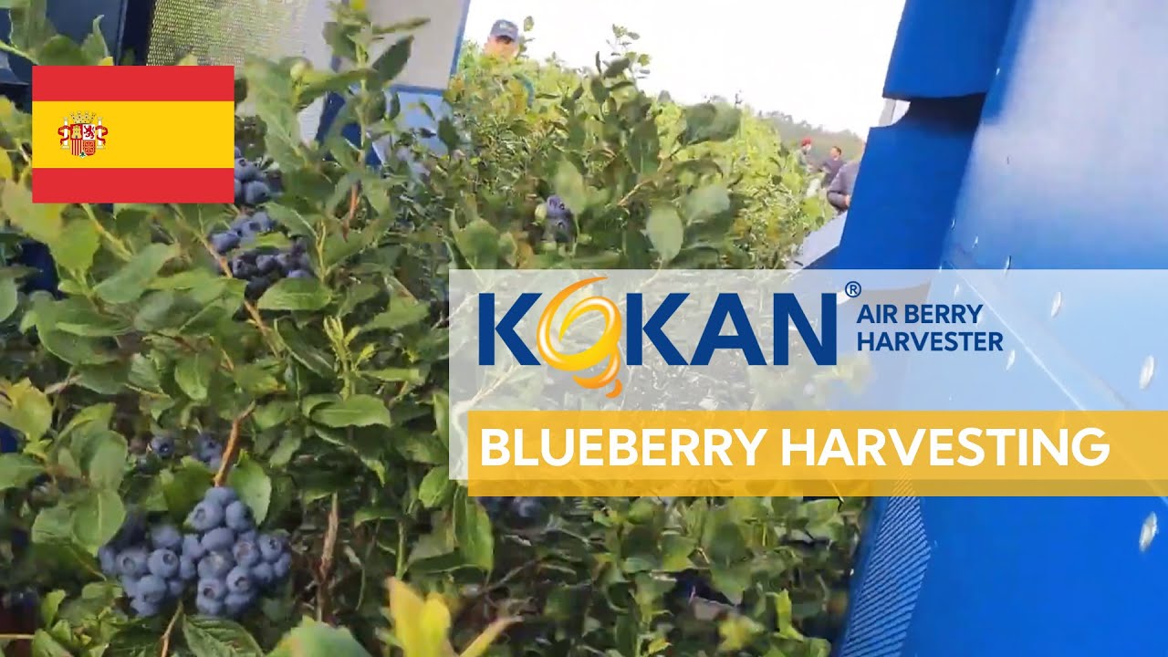 KOKAN Air Berry Harvester - Blueberry Harvesting with KOKAN 500S Standard