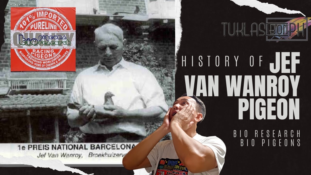History of Jef Van Wanroy Pigeon | Racing Pigeon Series ft. Bio Research Bio Pigeons | TUKLASibonPH