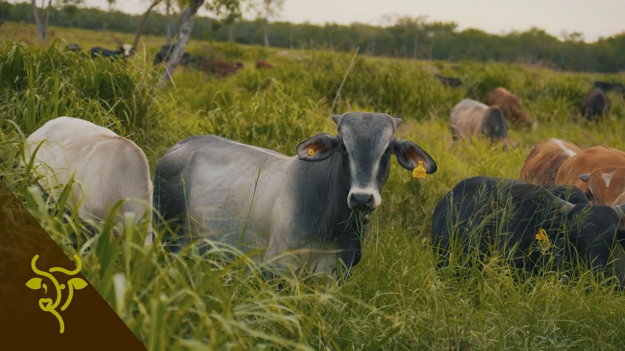 Intervención de campos ganaderos: mix de pasturas, siembra aérea y manejo de malezas | GP #83