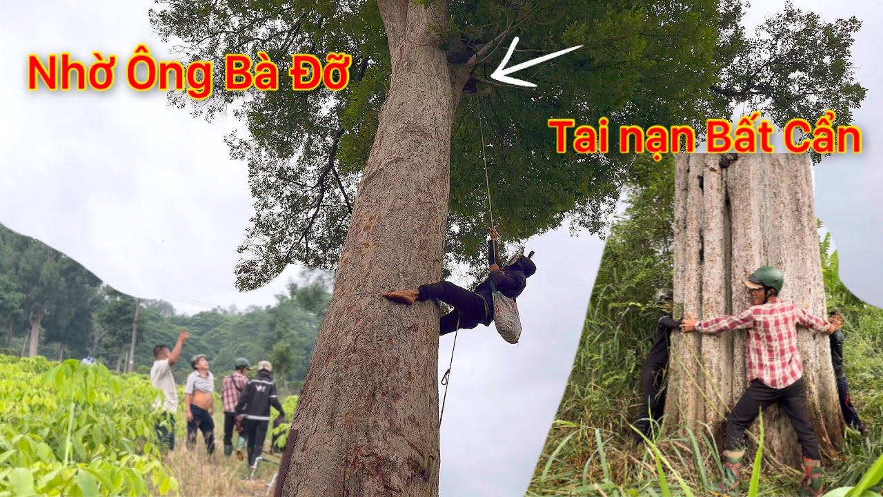 Tai Nạn Nghề Nghiệp Nghề Mưu Sinh Bất Cẩn Hốt Tổ Ong Trên Cây To Cao Rớt Xuống Hoảng Hồn Xanh Mặt