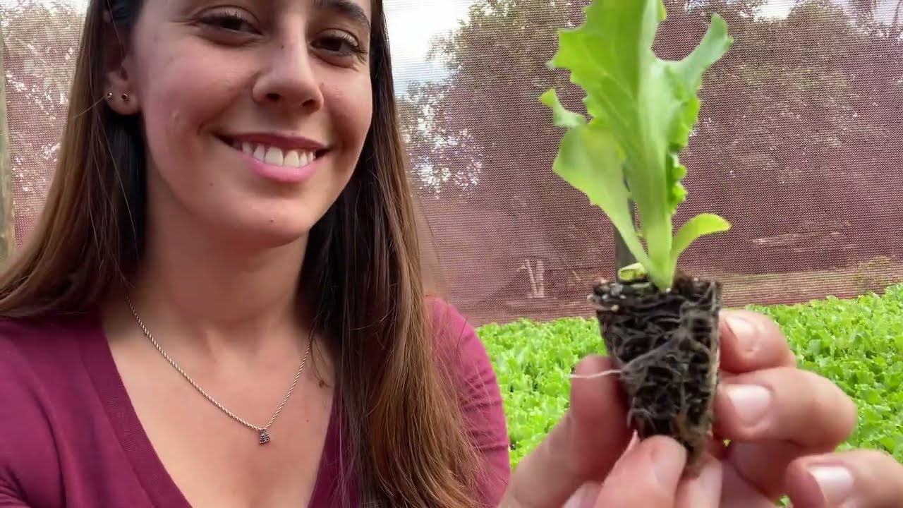 TEMPO DE SEMEADURA E COLHEITA DE VERDURAS | Muitas variedades - Horta Fenato