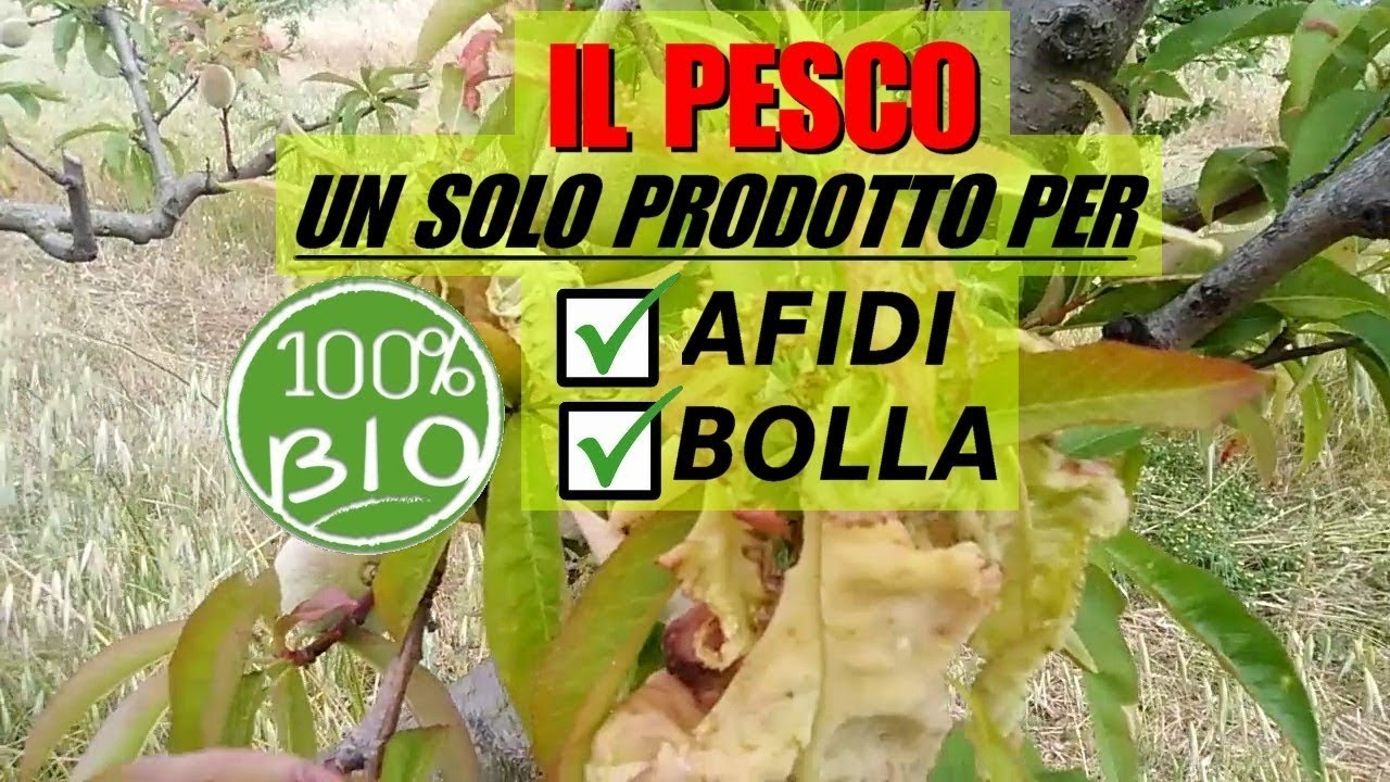AFIDI E BOLLA DEL PESCO, UNICO PRODOTTO PER DUE PROBLEMI