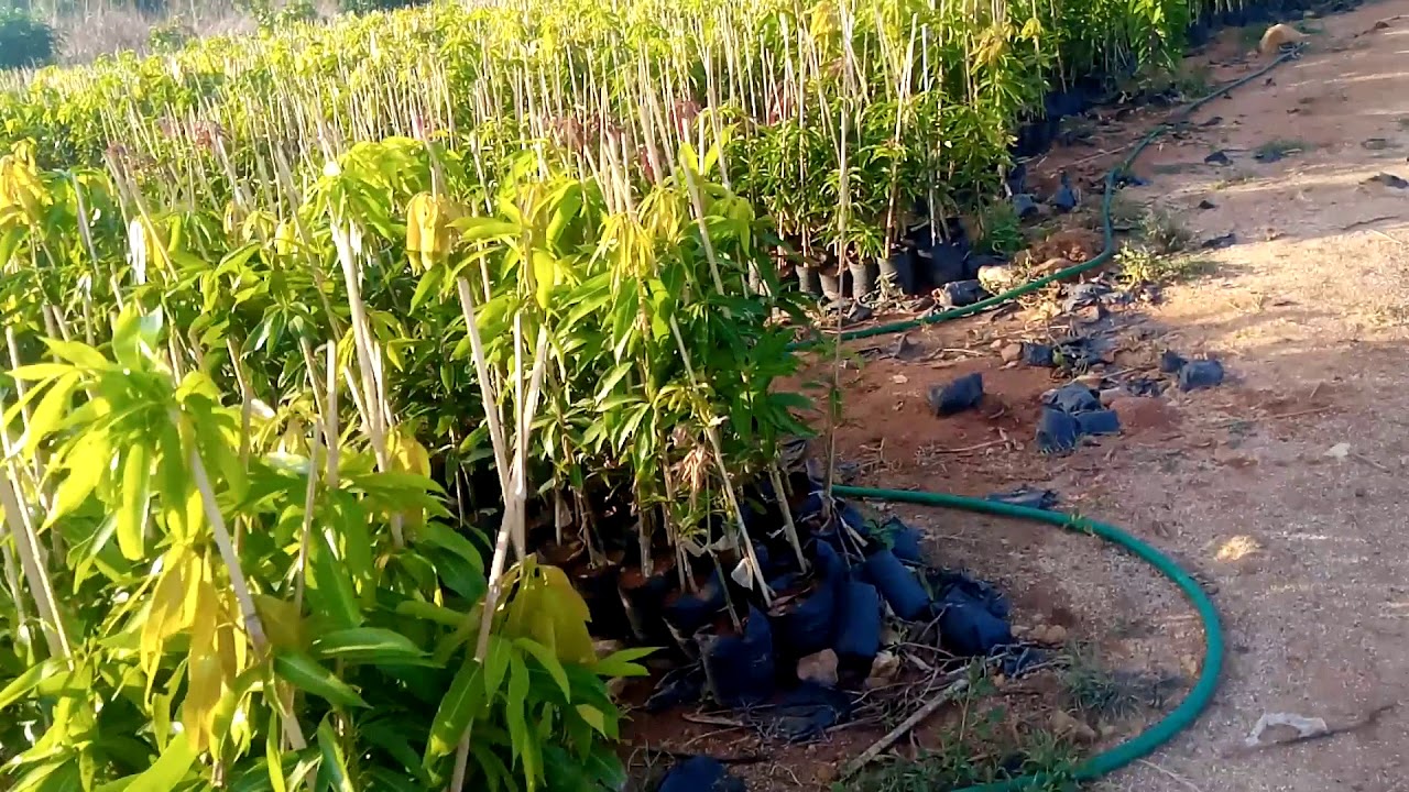 Over view pavanaputra nursery may 2020