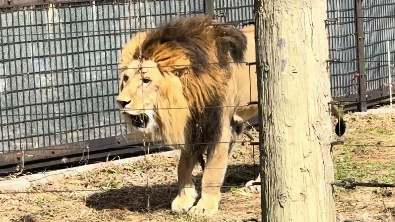 八木山動物公園   ライオン   サン